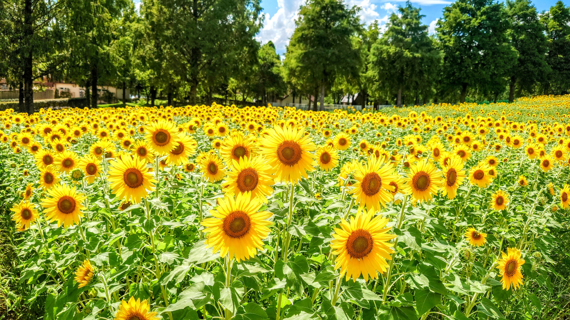 滋賀ブルーメの丘 約5万本のひまわりが見ごろ トラベル Watch
