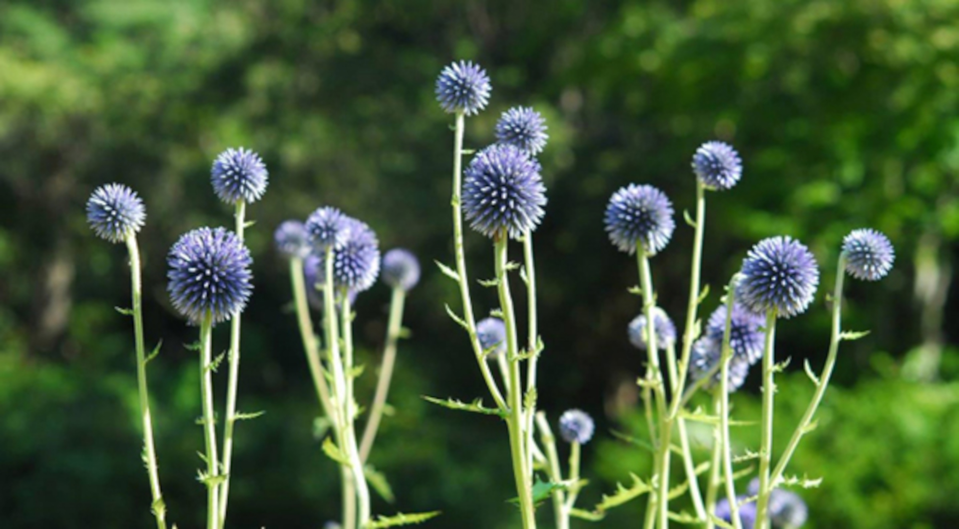 六甲高山植物園で絶滅危惧種 ヒゴタイ 開花 8月下旬まで見ごろ トラベル Watch