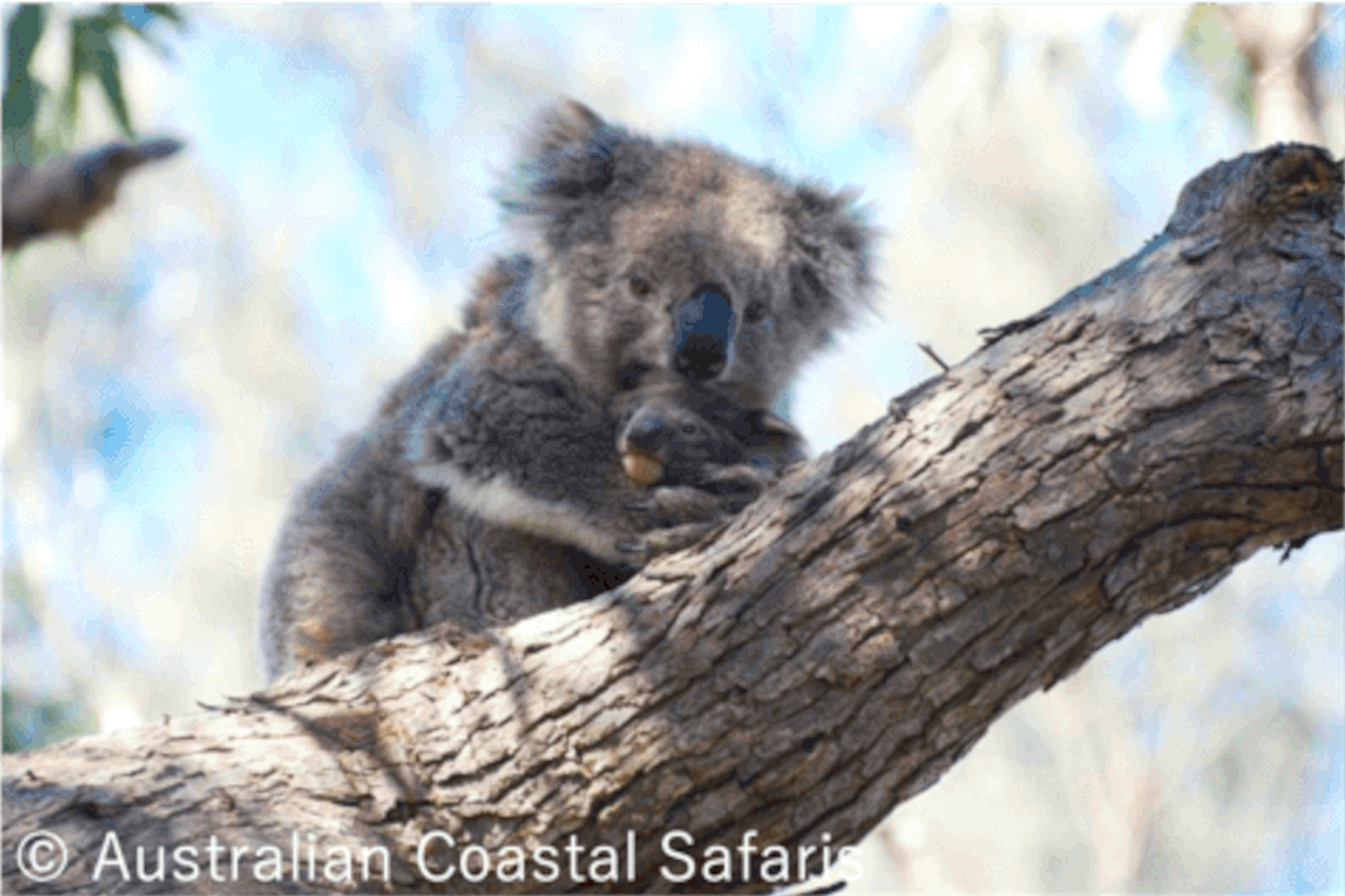 世界で唯一 野生コアラ に会えるオーストラリア アニマルスポット 最新ホテルなど 政府観光局がオススメを紹介 トラベル Watch