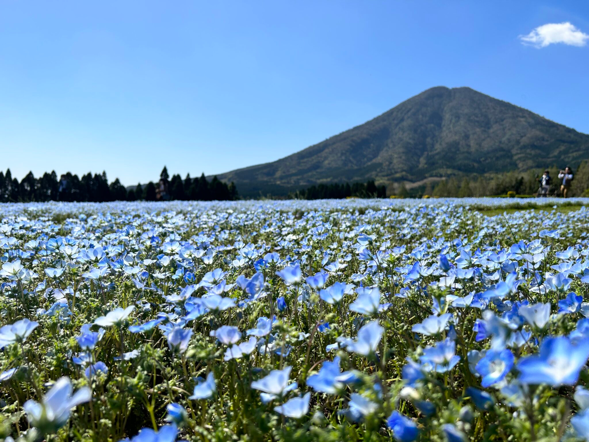 花の駅生駒高原で40万本のネモフィラが見ごろ。物産市やグルメ楽しめる