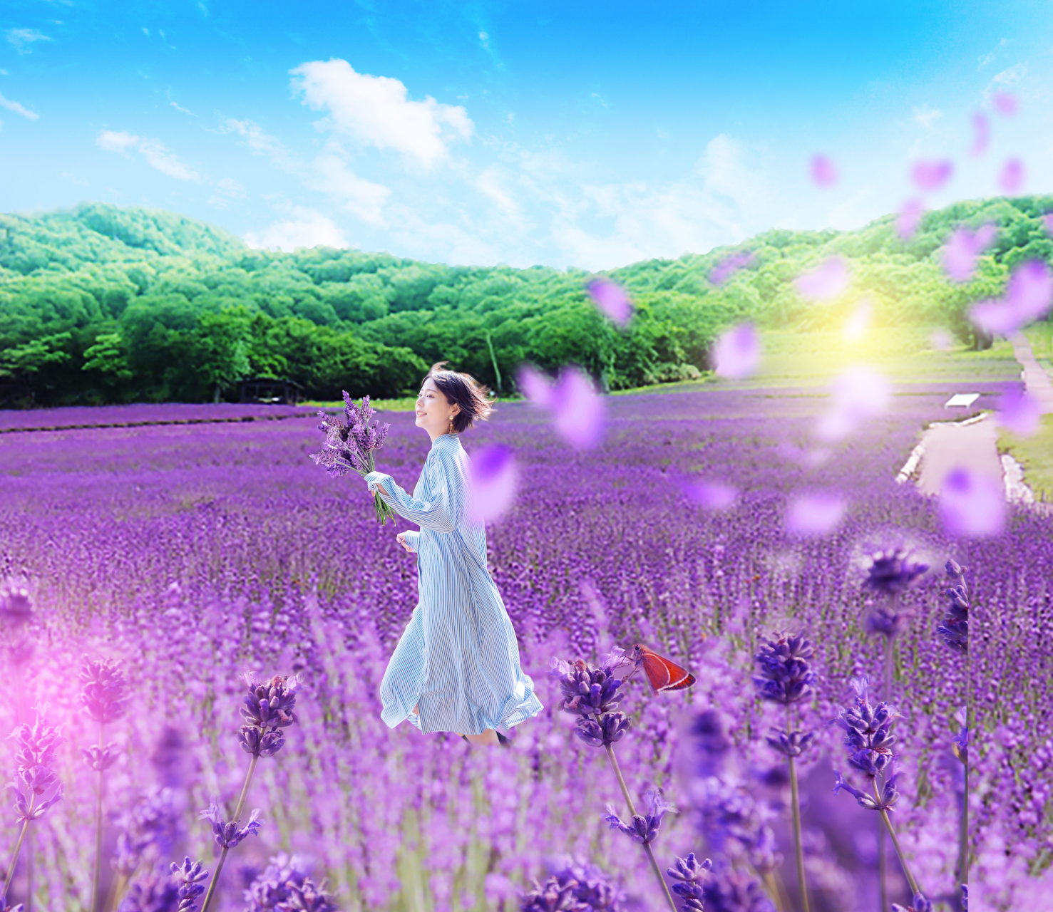 たんばらラベンダーパーク、営業開始。関東最大級、約5万株の