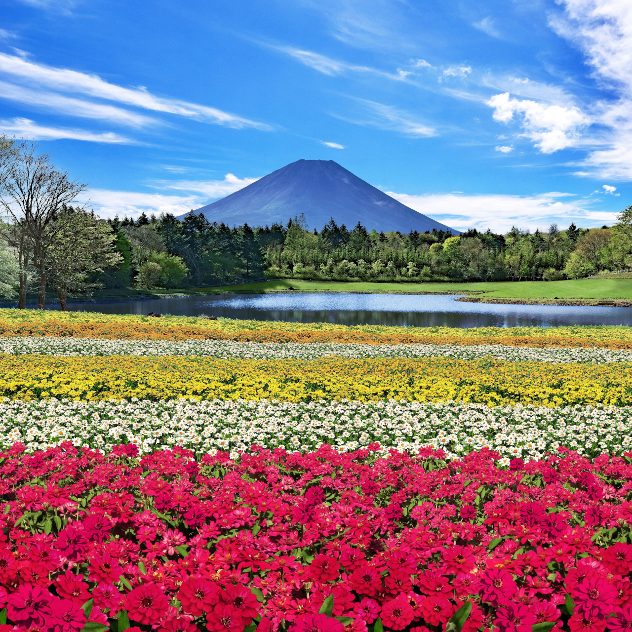 富士本栖湖リゾート「虹の花まつり」。約9万株の花畑に浮かぶ小舟など