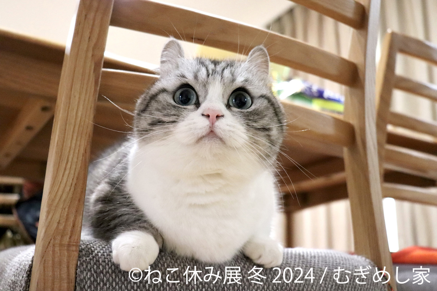 浅草橋で「ねこ休み展 冬 2024」。新スター猫の写真展示やグッズ販売