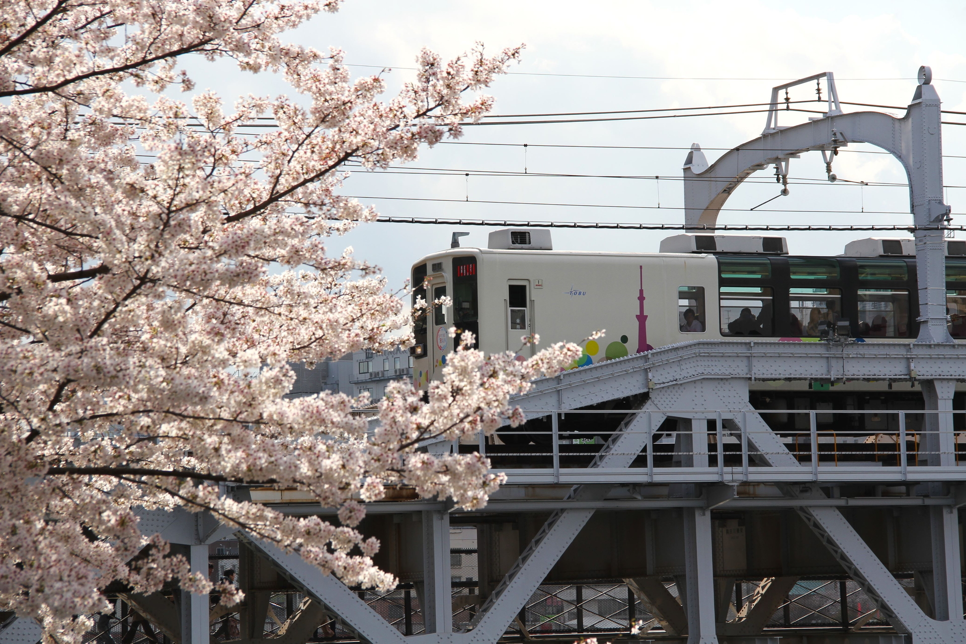東武鉄道、隅田川橋梁から満開の桜をゆっくり眺められる「サクラ
