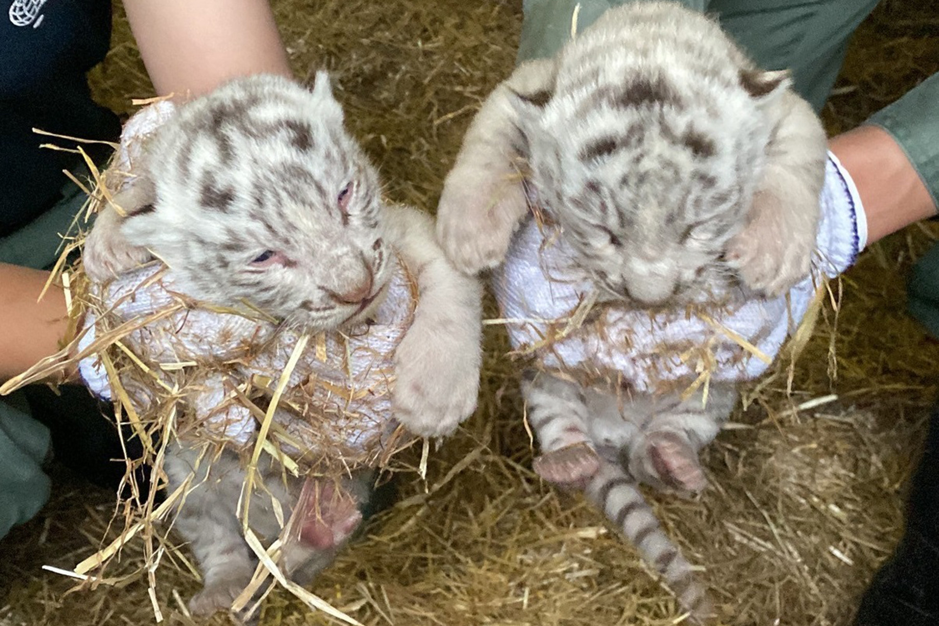 東武動物公園、ホワイトタイガーの赤ちゃんをバックスペースで ...