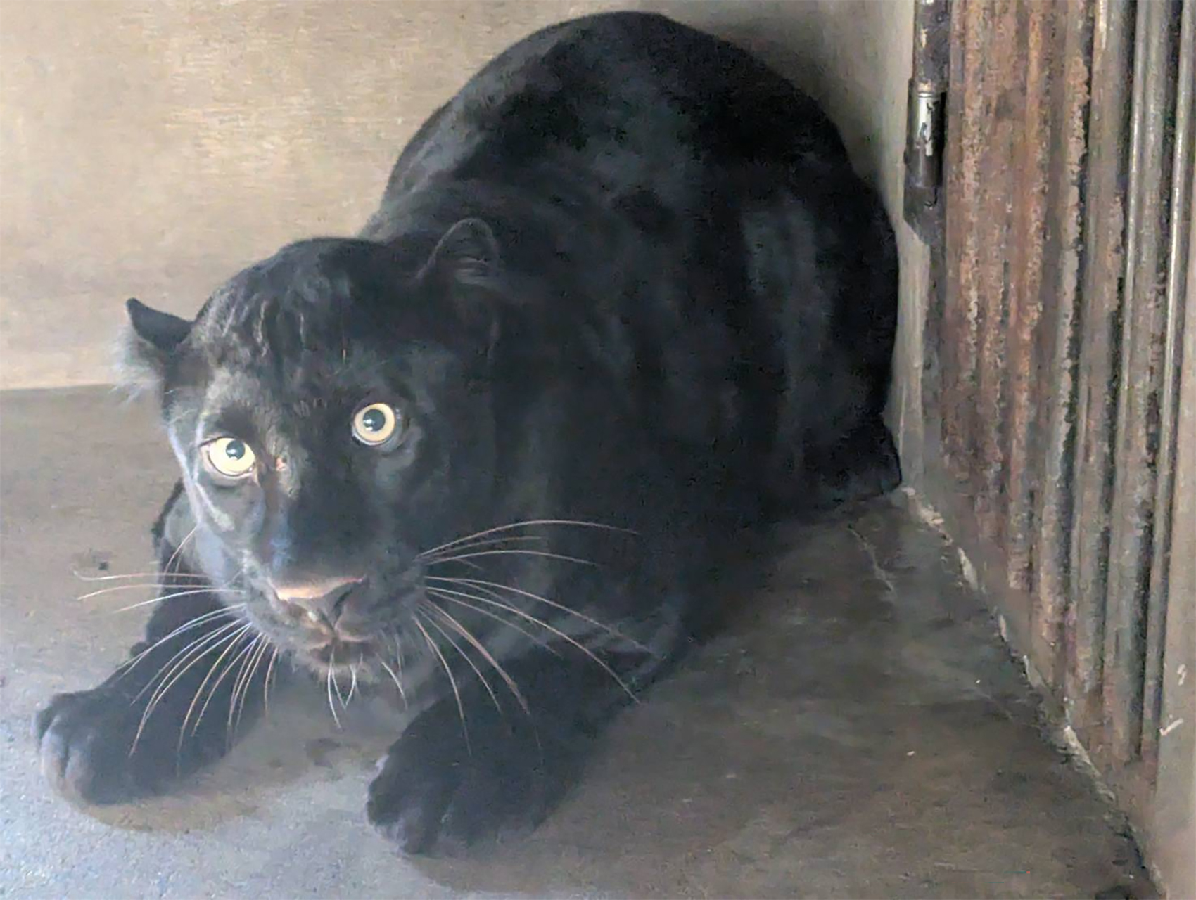 宇都宮動物園、クロヒョウ「ソル」を慣らし公開。日本の動物園では9頭