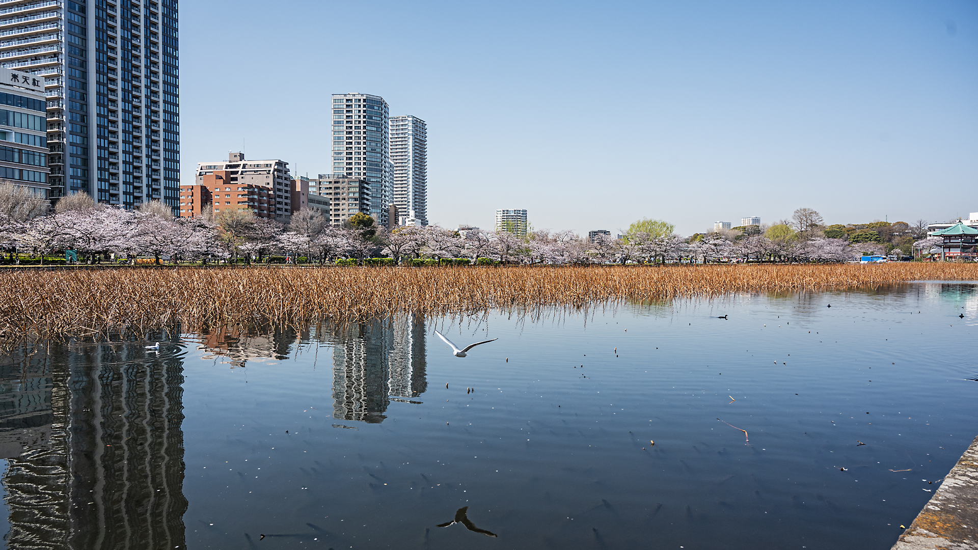 若林直樹のトラベルフォトギャラリー】上野恩賜公園の桜と水鳥（東京都