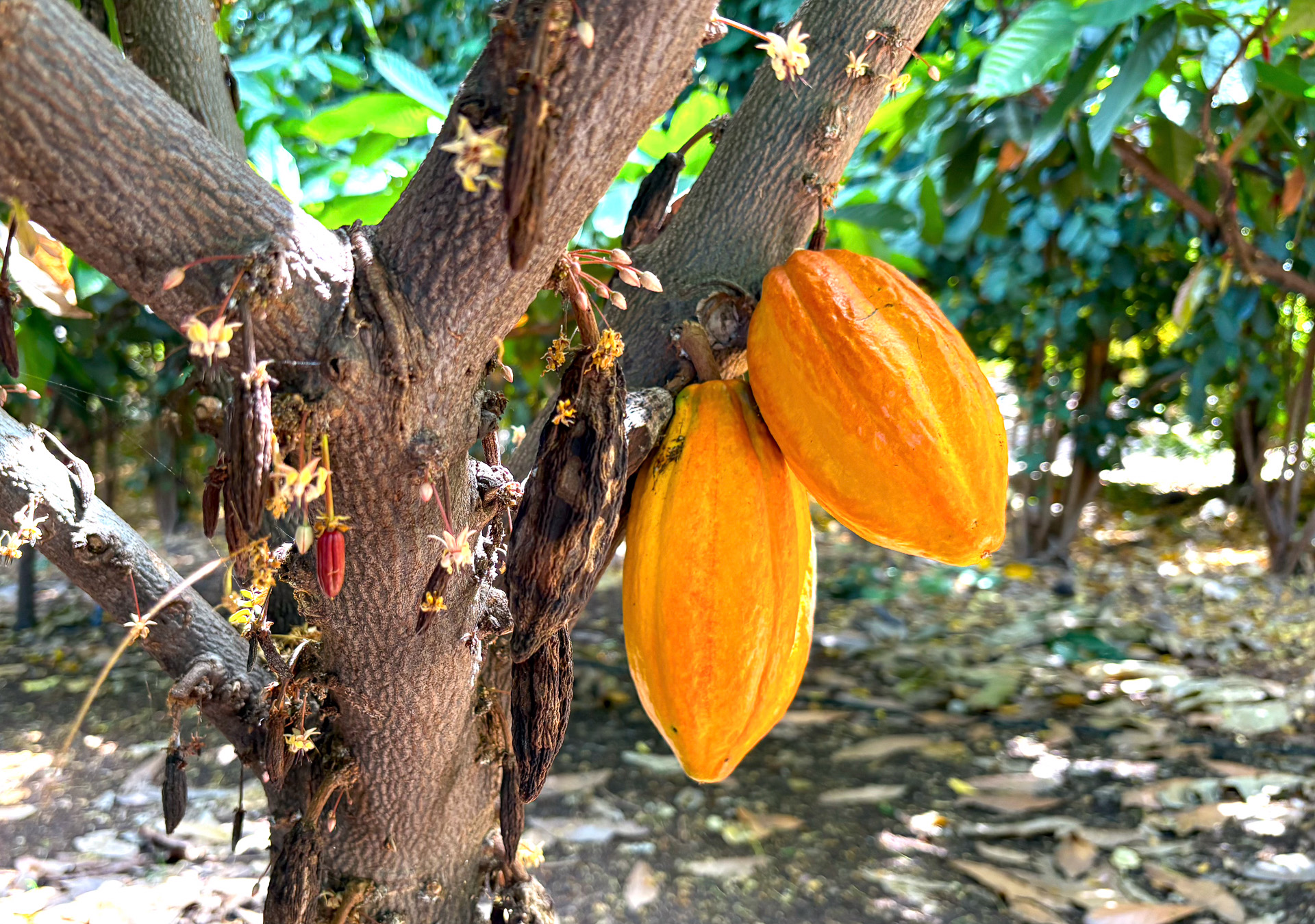 KōHANA ハワイアンラム ココレカ （ハワイ産カカオ&はちみつ） 2025年