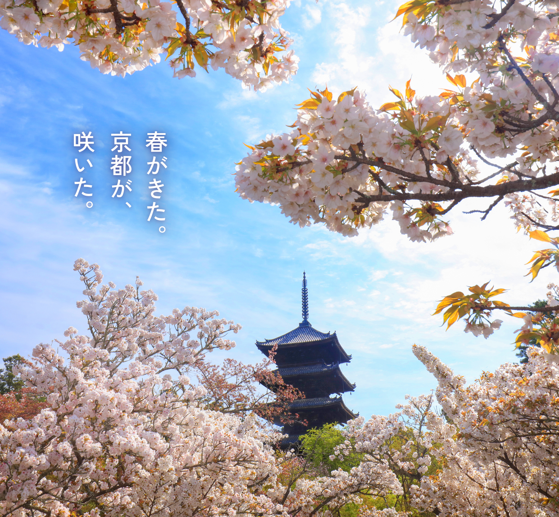 そうだ 京都、行こう。×ネイキッドが初コラボ。世界遺産・醍醐寺で夜桜