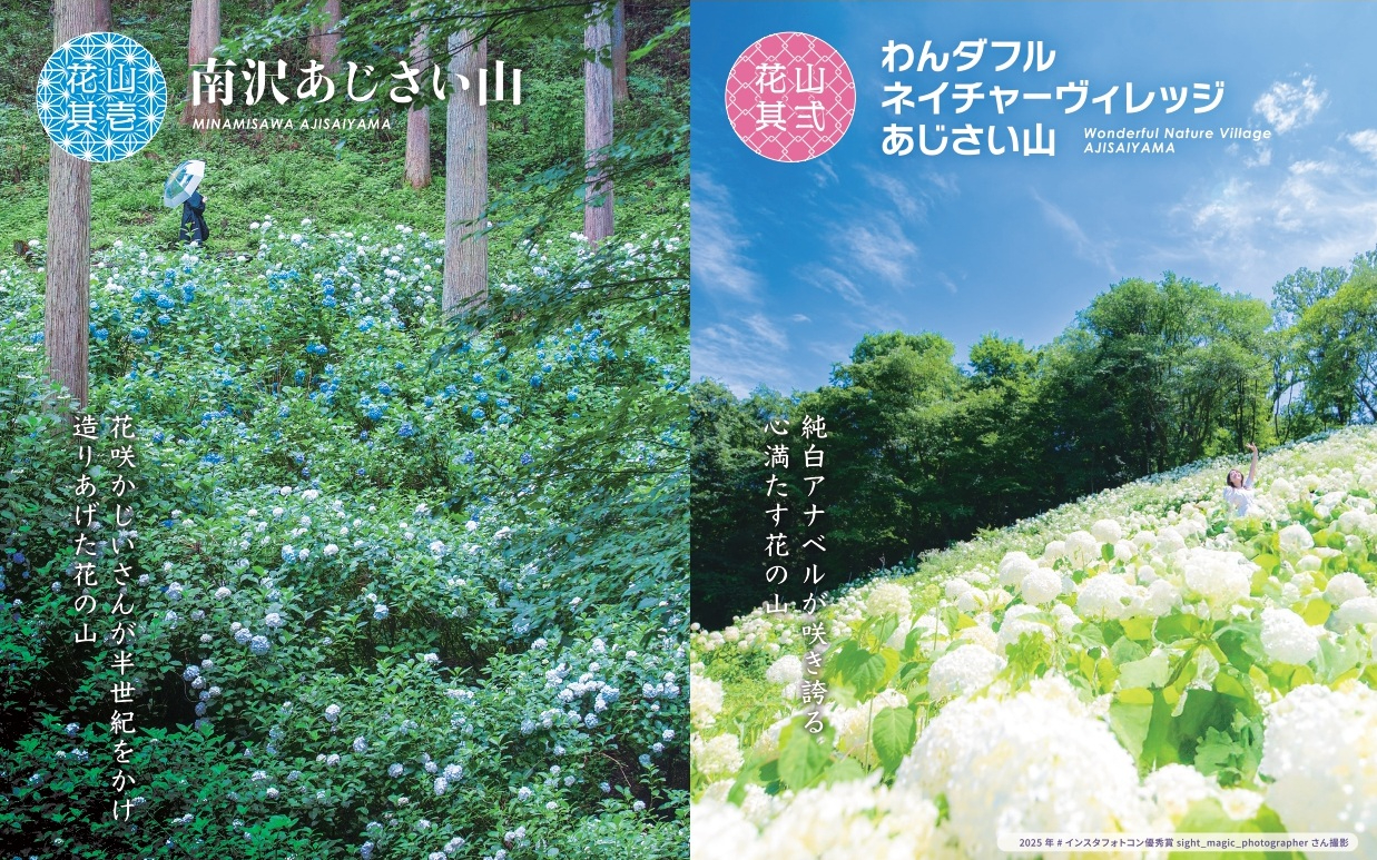 山田秋坪　花図　箱なし　MA910 東京都あきる野市で「秋川渓谷あじさいまつり2026」。純白のアナベル
